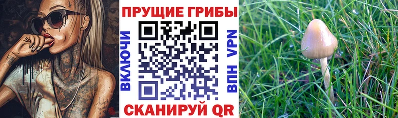 mega онион  Северодвинск  Галлюциногенные грибы Cubensis 