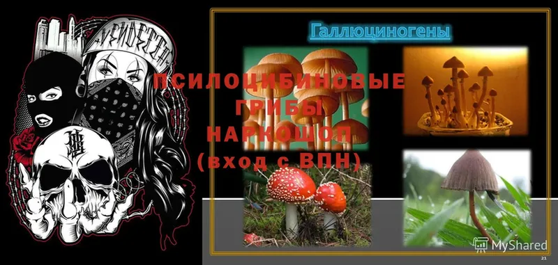 Псилоцибиновые грибы MAGIC MUSHROOMS  хочу   Северодвинск 